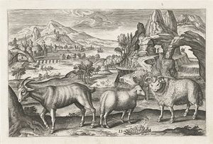 Bok en schapen