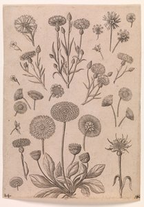 Korenbloemen door Adriaen Collaert