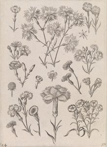 Narcissen door Adriaen Collaert