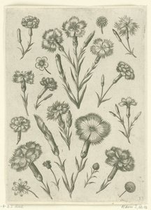 Diverse anjers, Florilegium