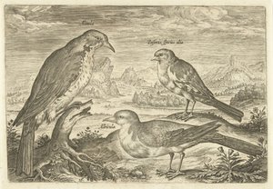 Drie vogels in een landschap door Adriaen Collaert