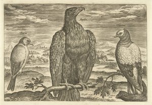 Drie vogels in een landschap door Adriaen Collaert