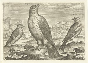 Drie vogels in een landschap door Adriaen Collaert
