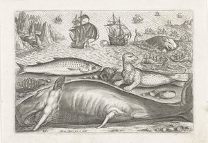 Een harder, een zeeleeuw en een walvis op het strand door Adriaen Collaert
