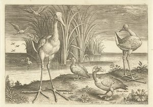 Enkele watervogels aan een oever door Adriaen Collaert