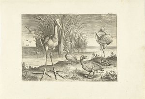 Enkele watervogels aan een oever door Adriaen Collaert
