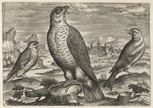  door Adriaen Collaert