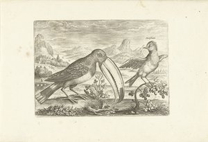 Twee exotische vogels in een landschap door Adriaen Collaert