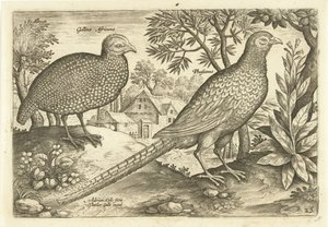 Twee hoenders in een landschap door Adriaen Collaert