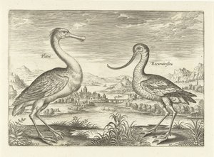 Twee waadvogels in een rivierlandschap door Adriaen Collaert