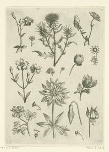 Verschillende bloemen, waaronder akelei en cyclaam (Florilegium) door Adriaen Collaert