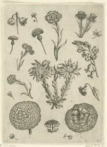Verschillende bloemen, waaronder chrysant en distel