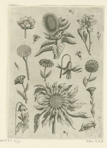 Zonnebloem en andere bloemen (series title: Florilegium)