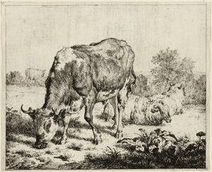 Een koe en drie schapen