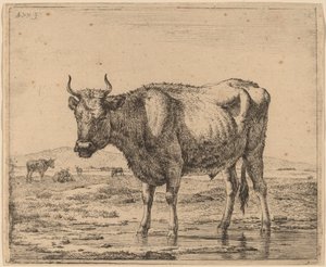 Stier staand in water door Adriaen van de Velde