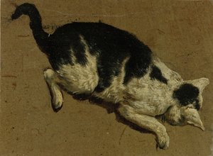 Kat van bovenaf