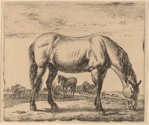 Grazend paard door Adriaen van de Velde
