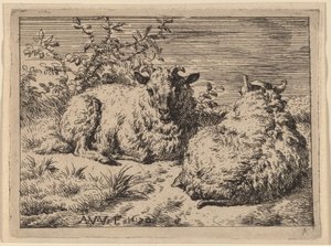 Twee liggende schapen