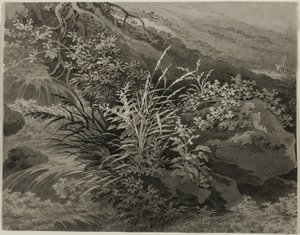 Hoek van de Weide met Riet en Andere Planten door Adrian Zingg