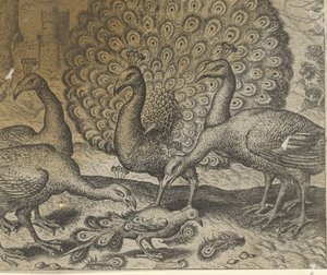 Fabel van de ekster met de pauwenveren
