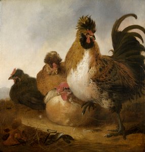 Een Haan en Hennen