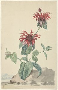 Een rode bergamot in een landschap