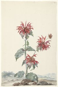 Een rode bergamot in een landschap door Aert Schouman (signed by artist)