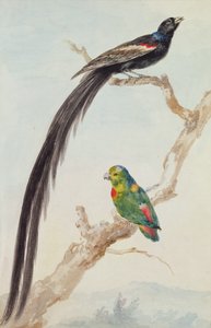 Een Langstaartwidavink en een blauwgekroonde hangpapegaai, 1783 door Aert Schouman