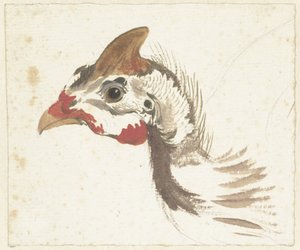 Hoofd van een helmperlhenn door Aert Schouman