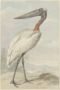 Jabiroe (Jabiroe mycteria) door Aert Schouman