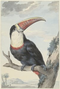 Roodsnaveltok