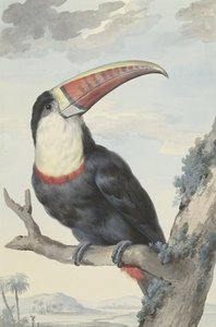 Roodbektoekan