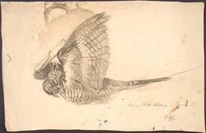 Studie van een dode vogel