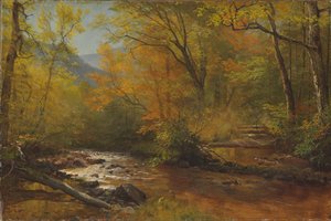 Beek in het bos