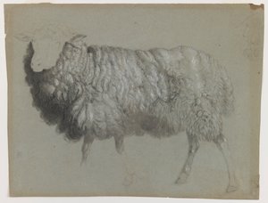 Studie van een ooi door Albert Bierstadt