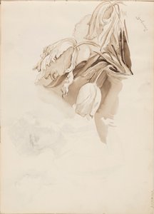 Tulpen