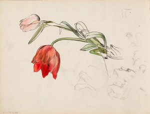 Tulpen, gezicht research papers