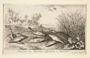 Aculeatus siue Spinachia. L door Albert Flamen