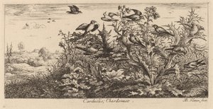 Carduelis, De Putter door Albert Flamen