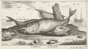 Drie schelvissen op het strand Vissen en andere zeedieren - zoutwater derde reeks Poissons de mer door Albert Flamen