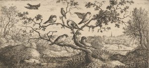 Ficedula, Piuoyne De Goudvink: Boek van Vogels door Albert Flamen