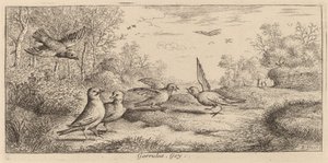 Garrulus, De Gaai door Albert Flamen