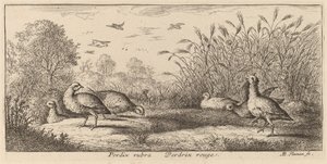 Pedrix rubra, De Roodpootpatrijs