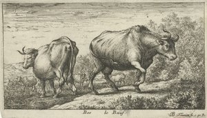 Stieren door Albert Flamen