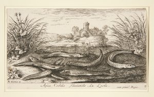 De Elrits, uit het tweede deel van de serie Zoetwatervissen door Albert Flamen