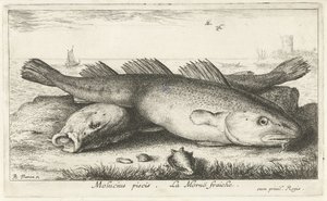Twee kabeljouwen op het strand door Albert Flamen