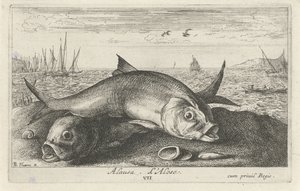 Twee meivissen op het strand door Albert Flamen