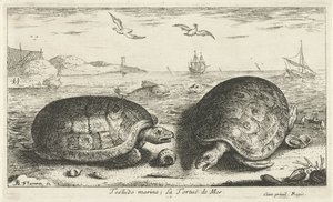 Twee schildpadden op het strand door Albert Flamen