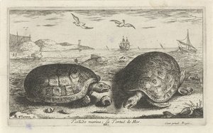 Twee schildpadden op het strand door Albert Flamen