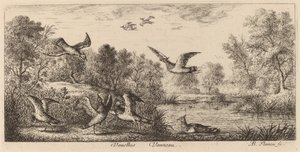 Vanellus, De Kievit door Albert Flamen